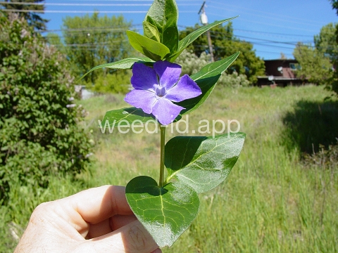 periwinkle, big